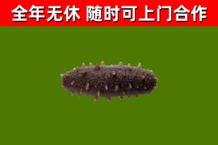 义乌回收海参干